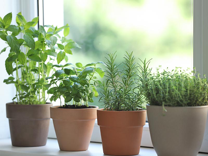 No Yard? No Problem: How to Grow a Kitchen Herb Garden in Your Rental